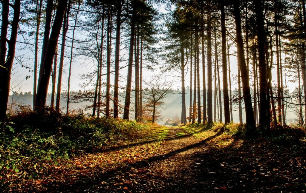 Woodland view in Nottinghamshire